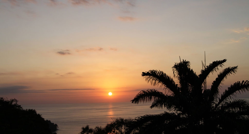 The sun sets on the horizon of the ocean. there is a palm tree in the foreground.